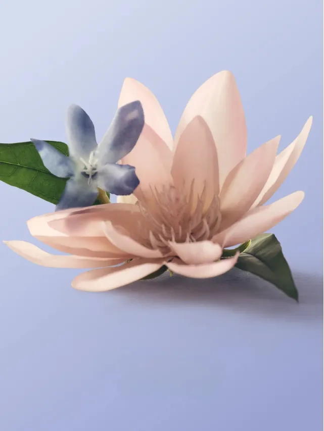 Лосьон Виктория Сикрет Blue Jasmine Water Lily