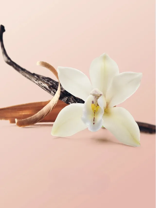 Олія Вікторія Сікрет Vanilla Orchid Sandalwood