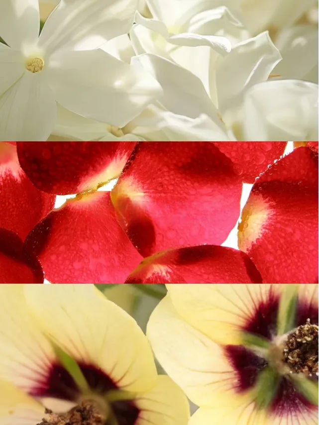 Спрей Вікторія Сікрет Very Sexy Scarlet