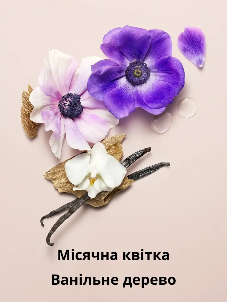 midnight_blooms_piramida-